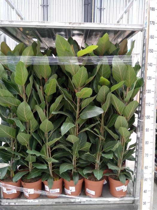 <h4>Ficus benghalensis 'Joy'</h4>