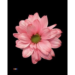 Chr T Kennedy Hot Pink