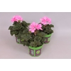 Pelargonium zonale Anne (Pink Rose)