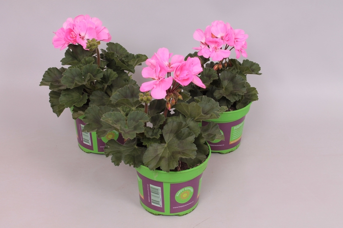 Pelargonium zonale Anne (Pink Rose)