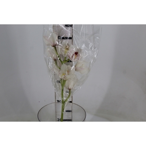 CYMBIDIUM HT 5/9 FLS BRANCO