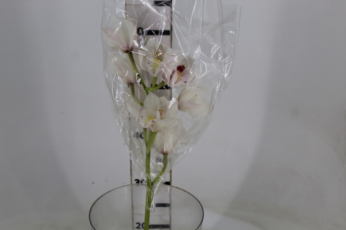 <h4>CYMBIDIUM HT 5/9 FLS BRANCO</h4>