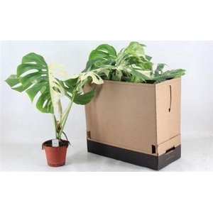 Monstera Del Variega
