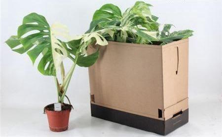 <h4>Monstera Del Variega</h4>