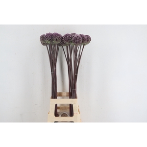 ALLIUM SUMMER DRUMME