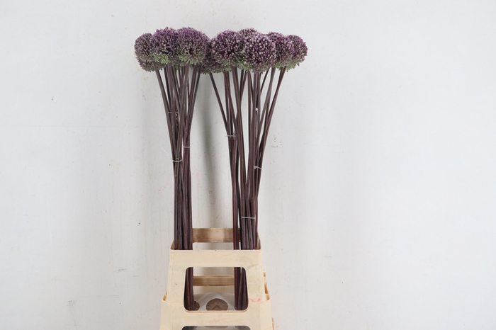 <h4>ALLIUM SUMMER DRUMME</h4>