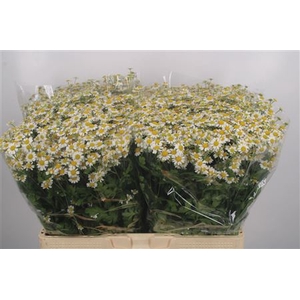 Tanacetum Single Vegmo