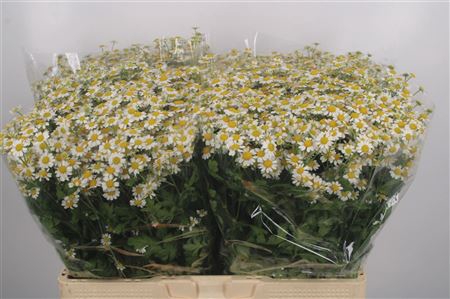 <h4>Tanacetum Single Vegmo</h4>