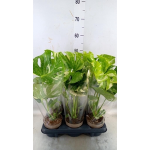 Monstera delic. 'Thai Constellatio'