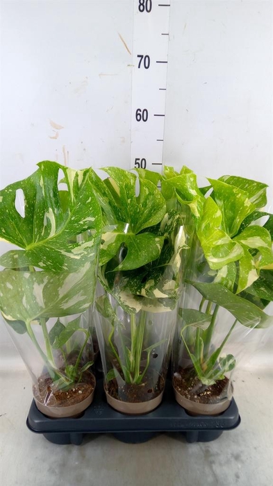 <h4>Monstera delic. 'Thai Constellatio'</h4>