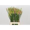 Nerine Vesta K