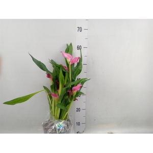 Zantedeschia  'Zazu'
