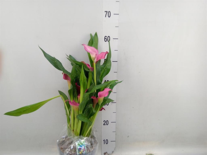 <h4>Zantedeschia  'Zazu'</h4>