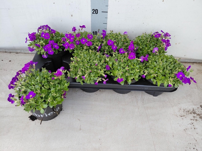 <h4>AUBR GRACILIS KITTE</h4>