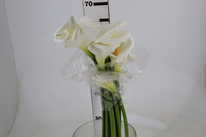 <h4>COPO DE LEITE BRANCO 060 CM</h4>