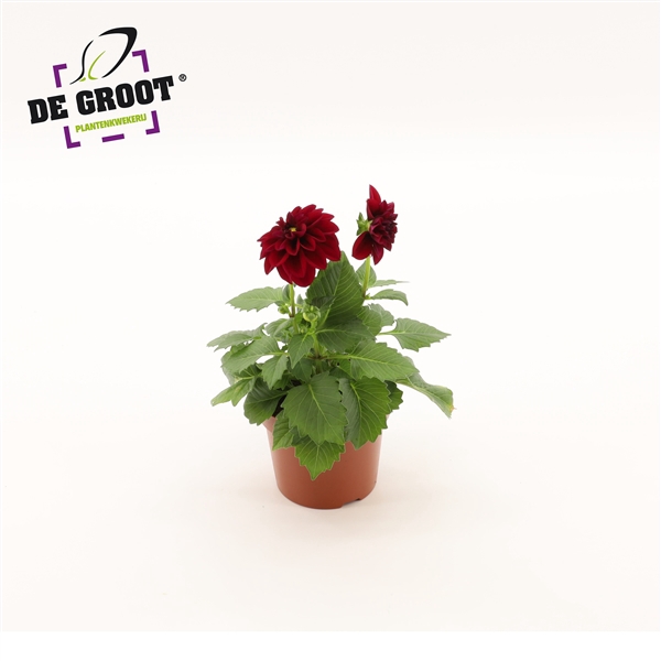 <h4>Dahlia (paars)</h4>