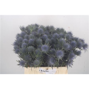 Eryngium Magnetar Qstar