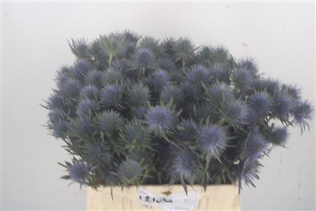 <h4>Eryngium Magnetar Qstar</h4>