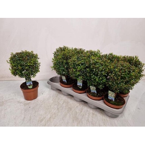 Myrtus communis