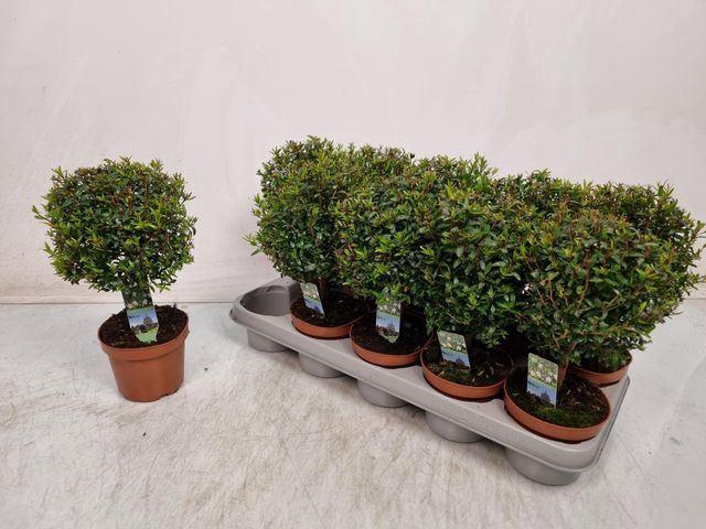 <h4>Myrtus communis</h4>