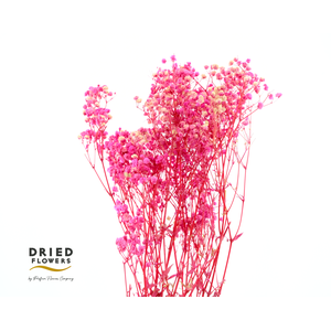 Dried Gypsophila Pink