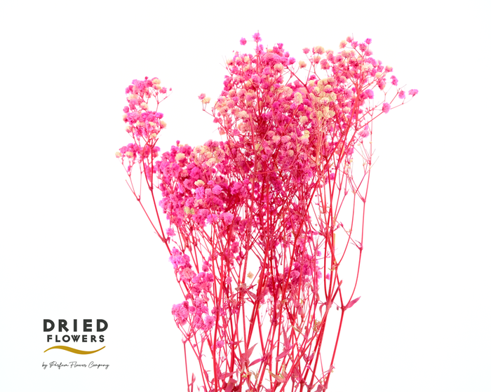 <h4>Dried Gypsophila Pink</h4>