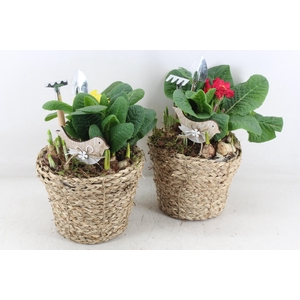 arr4 Primula JS - Mand pot bruin x6