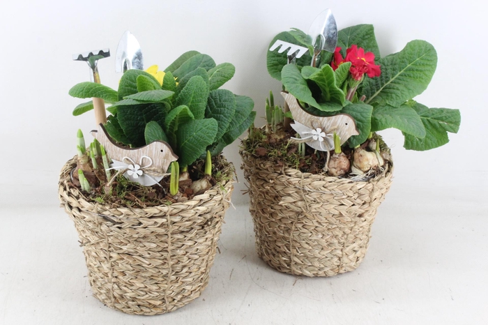 <h4>arr4 Primula JS - Mand pot bruin x6</h4>