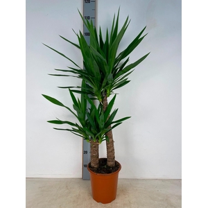 YUC ELEPHANTIPES