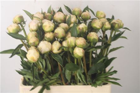 <h4>Paeo L White Ivory</h4>
