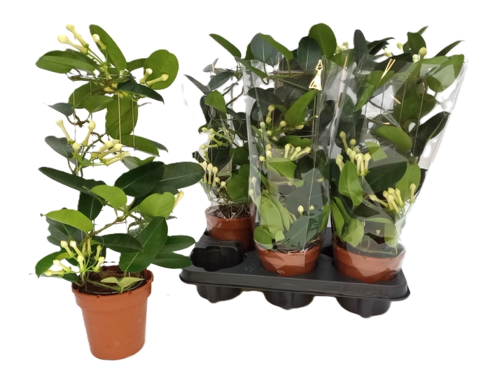 <h4>STEPH FL OV</h4>