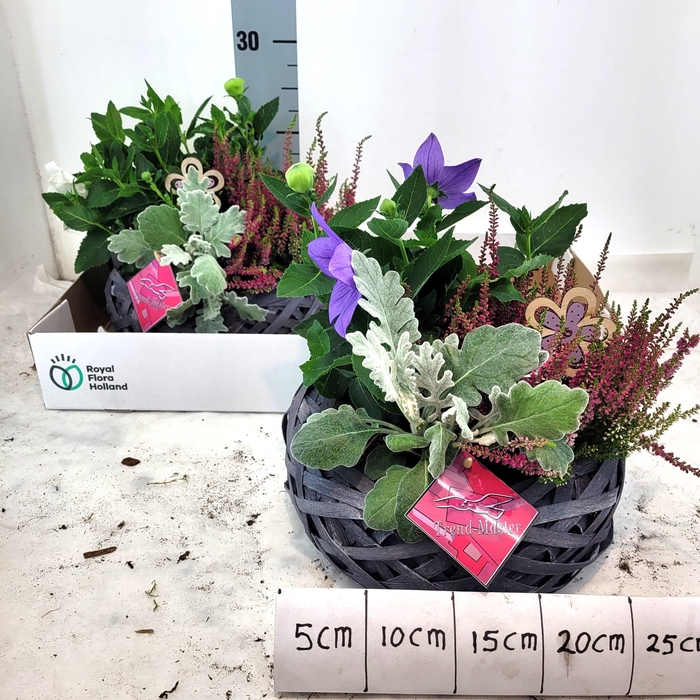 <h4>ARR TUINPLANTEN</h4>