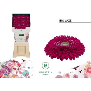 Ge Gr Pomponi Big Jazz Diamond Holstein