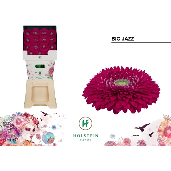 <h4>Ge Gr Pomponi Big Jazz Diamond Holstein</h4>