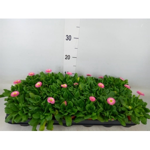 Bellis perennis 'Rusher Rose'