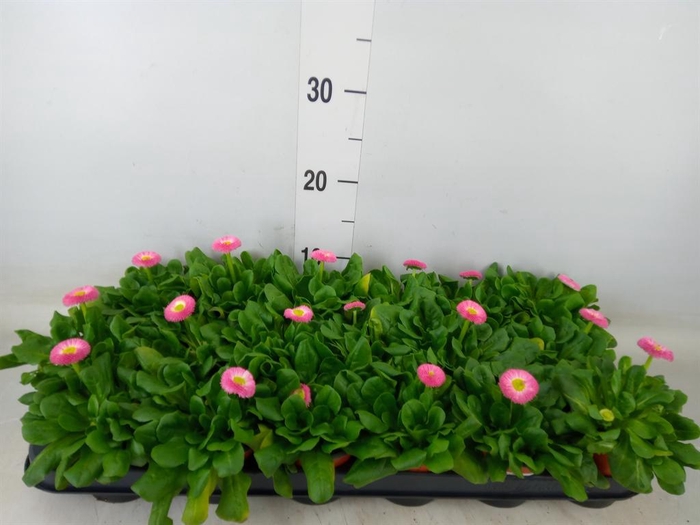 <h4>Bellis perennis 'Rusher Rose'</h4>