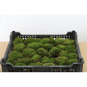 Mos Bolmos Mini P Kist (1 Laag)