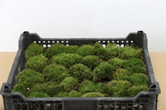 Mos Bolmos Mini P Kist (1 Laag)