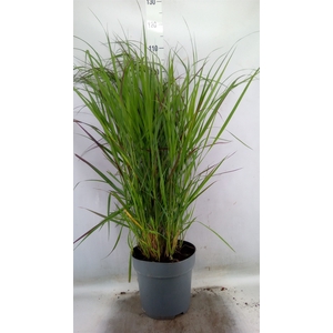 Panicum virgatum