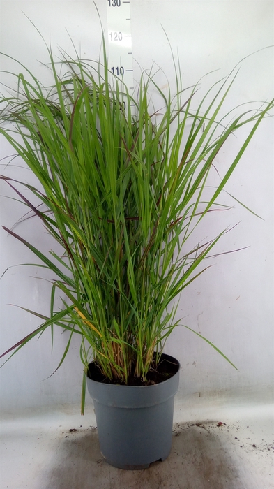 <h4>Panicum virgatum</h4>