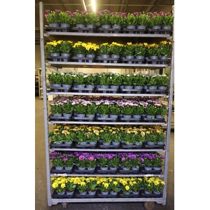 Osteo Mixk 1 Kleur Per Tray