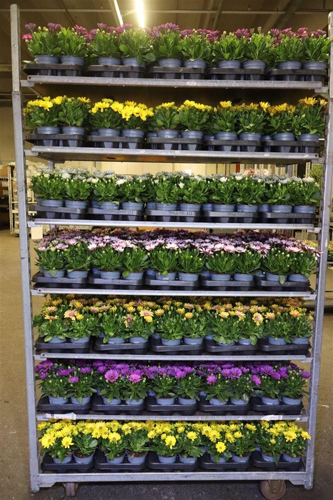 <h4>Osteo Mixk 1 Kleur Per Tray</h4>