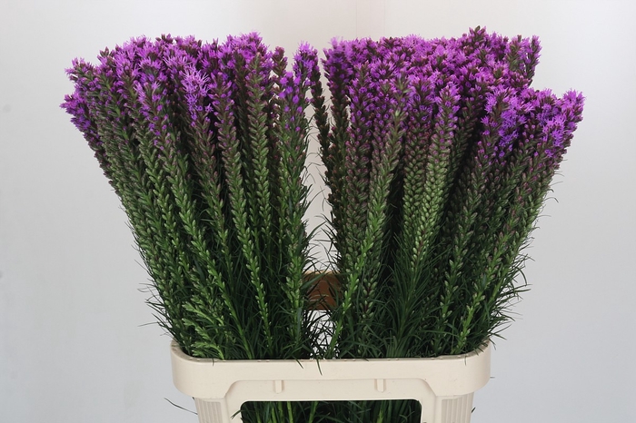 <h4>Liatris Callilepis Forest Lodge</h4>