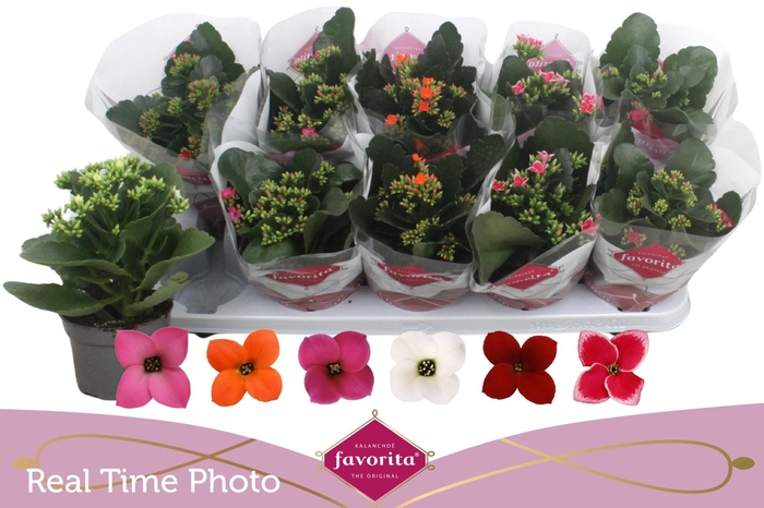 <h4>KAL EN GEM 6 KL</h4>