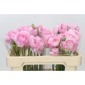 Ranunculus Clooney Lady