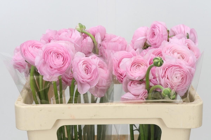 <h4>Ranunculus Clooney Lady</h4>