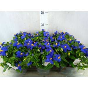 Exacum trinervium 'Sapphire'