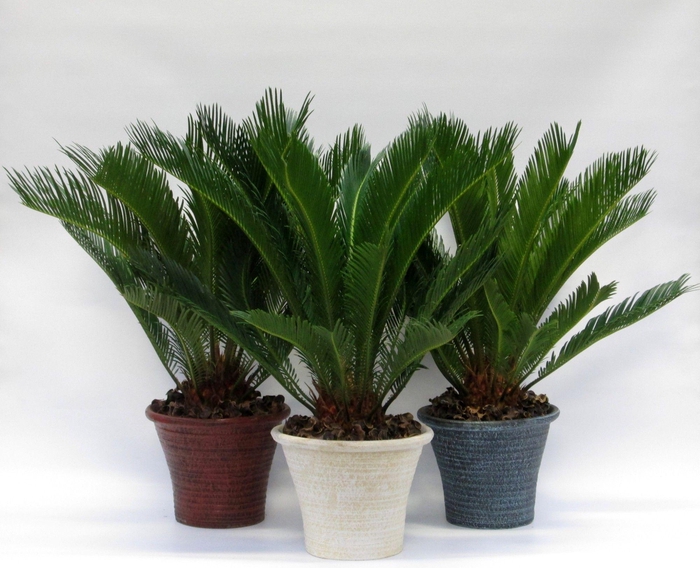 <h4>Cycas in hosta big aardewerker pot</h4>
