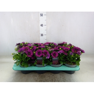 Osteospermum  'Tradewinds Dp Purpl'