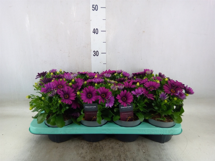 <h4>Osteospermum  'Tradewinds Dp Purpl'</h4>
